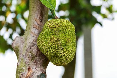 《星空》致敬《上古卷轴5》：膝盖中箭梗回归